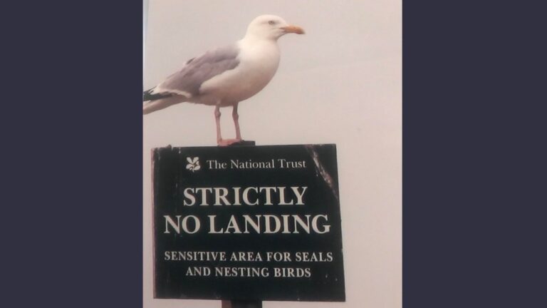 Seagull 73 reminds National Trust who’s boss