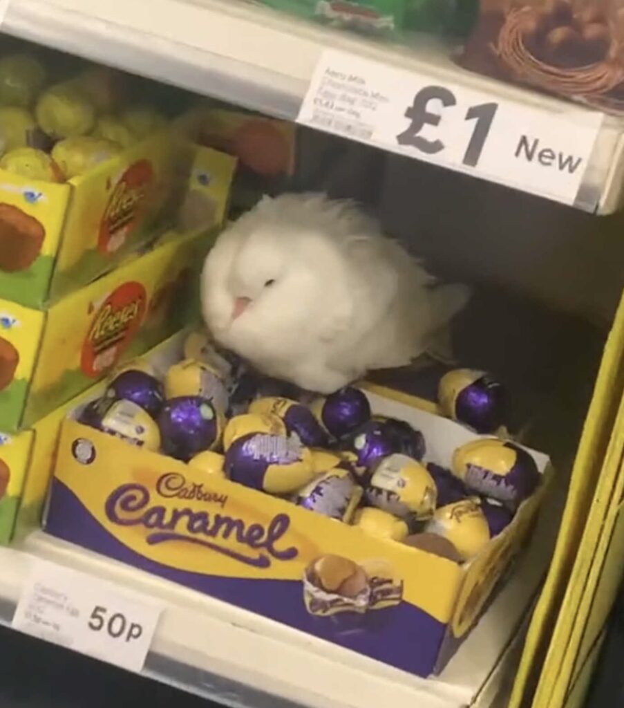 Chocolate dove blesses budget supermarket