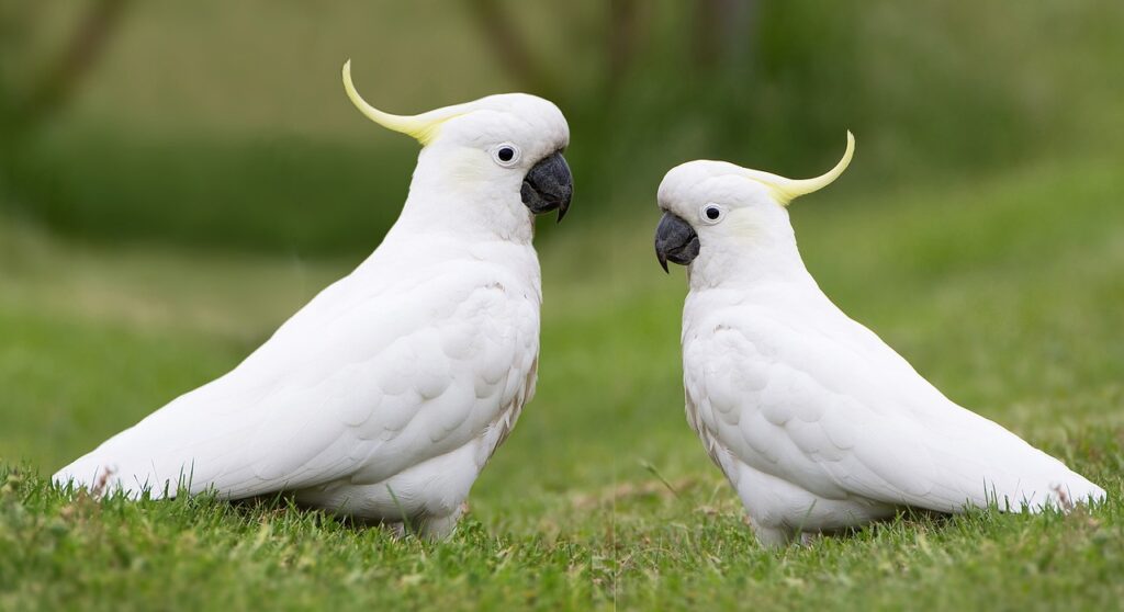 Cocky Cockatoos Captured at Zoo for swearing at visitors