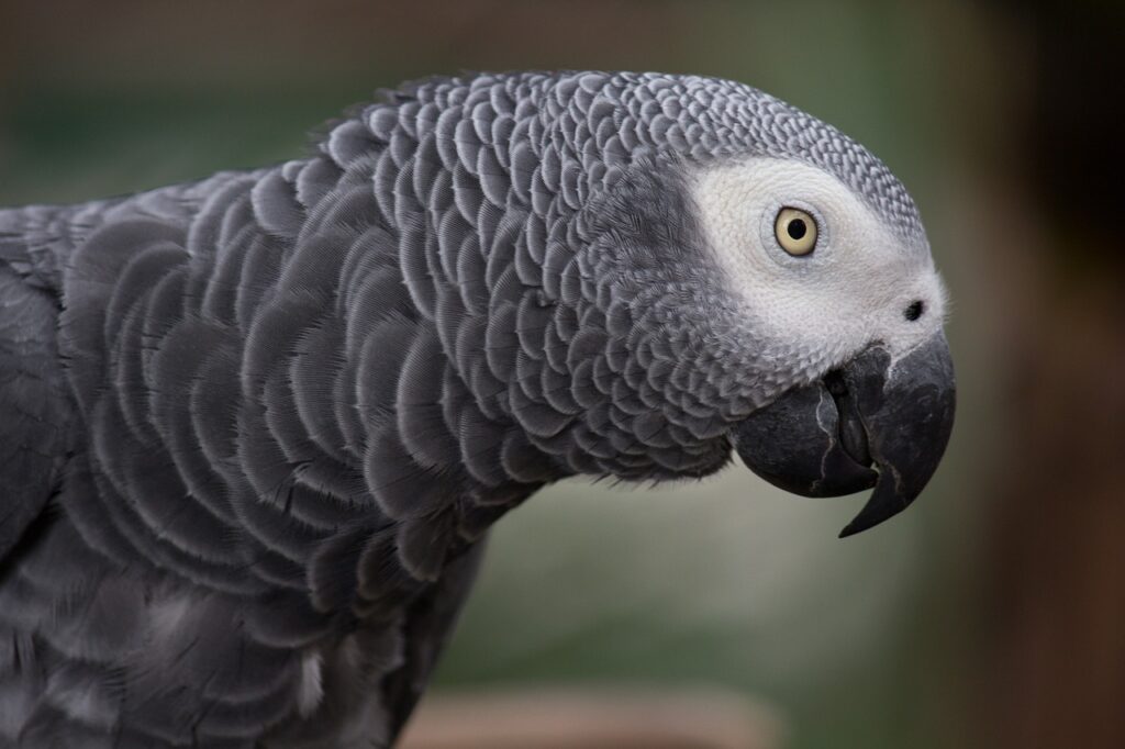 British parrot missing for four years returns home speaking Spanish