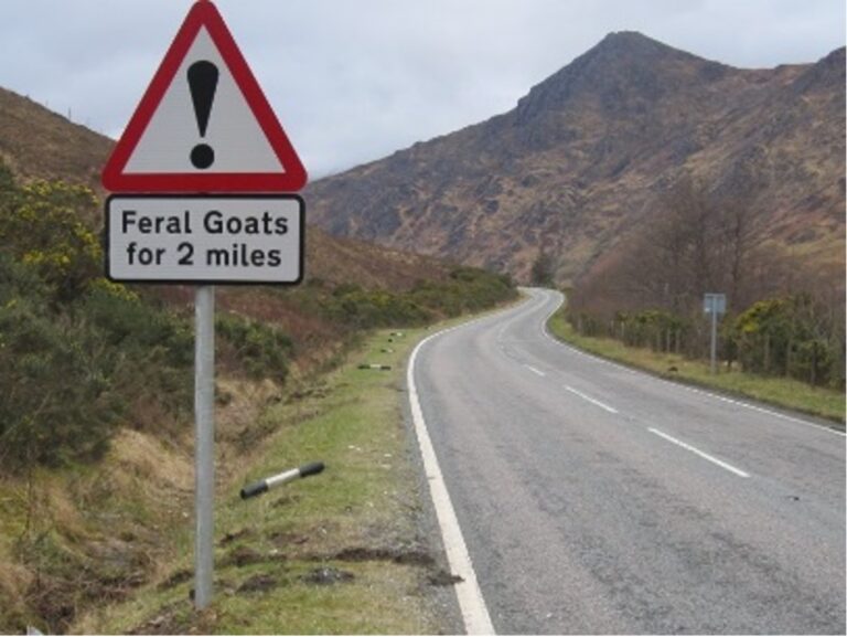 Feral Goats join pigs in anti-human rebellion