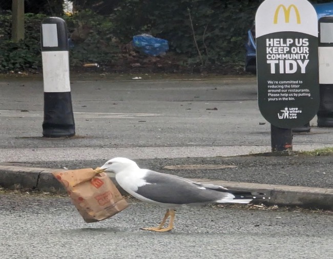 Seagull 73 ‘kills two birds with one stone’