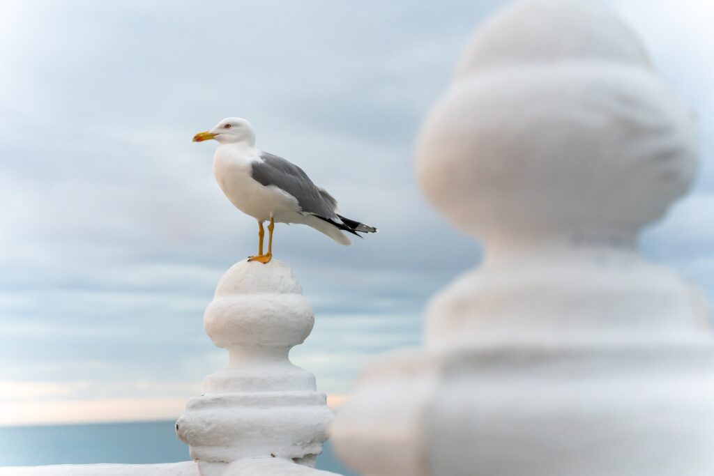 Seagull No.73 reported DEAD!