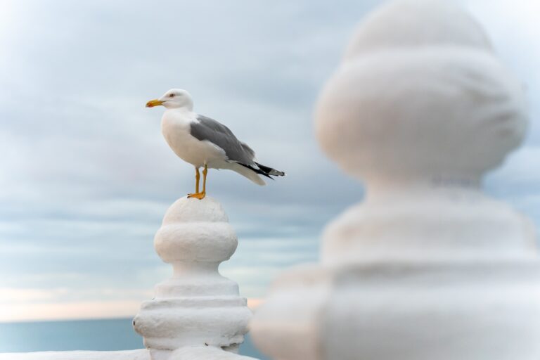 Seagull No.73 reported DEAD!