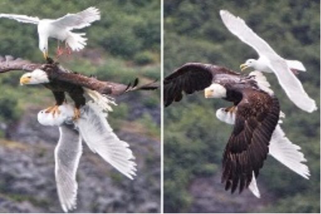 Seagull 73 saves best pal from certain Eagle claw death
