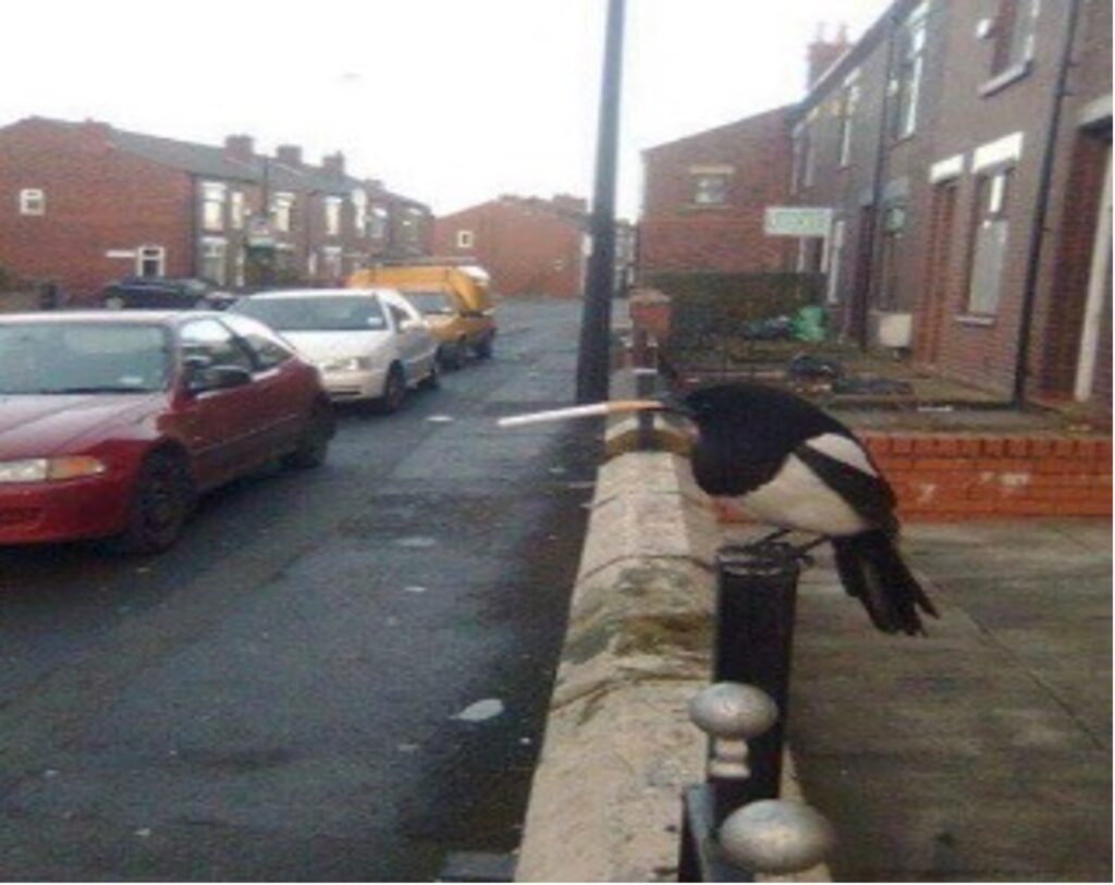 Costs of fags ‘a drag’ says local magpie