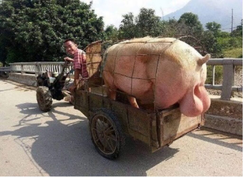 Vietnamese ‘Pigmobile’ is a testicle spectacle!