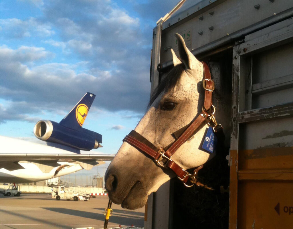 High horse refuses to fly cattle class