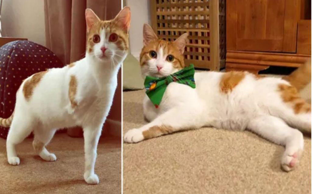 'Christmas miracle' as missing moggie returns to Suffolk family