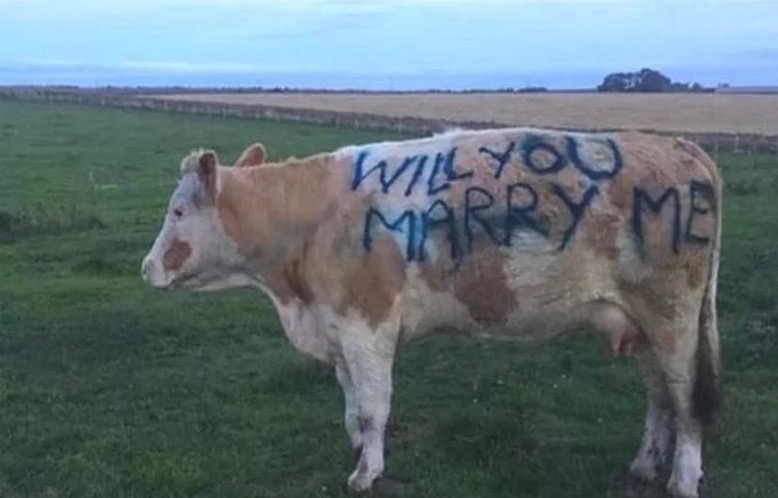 Farmer’s son ‘udderly heartbroken’ at marriage proposal rejection