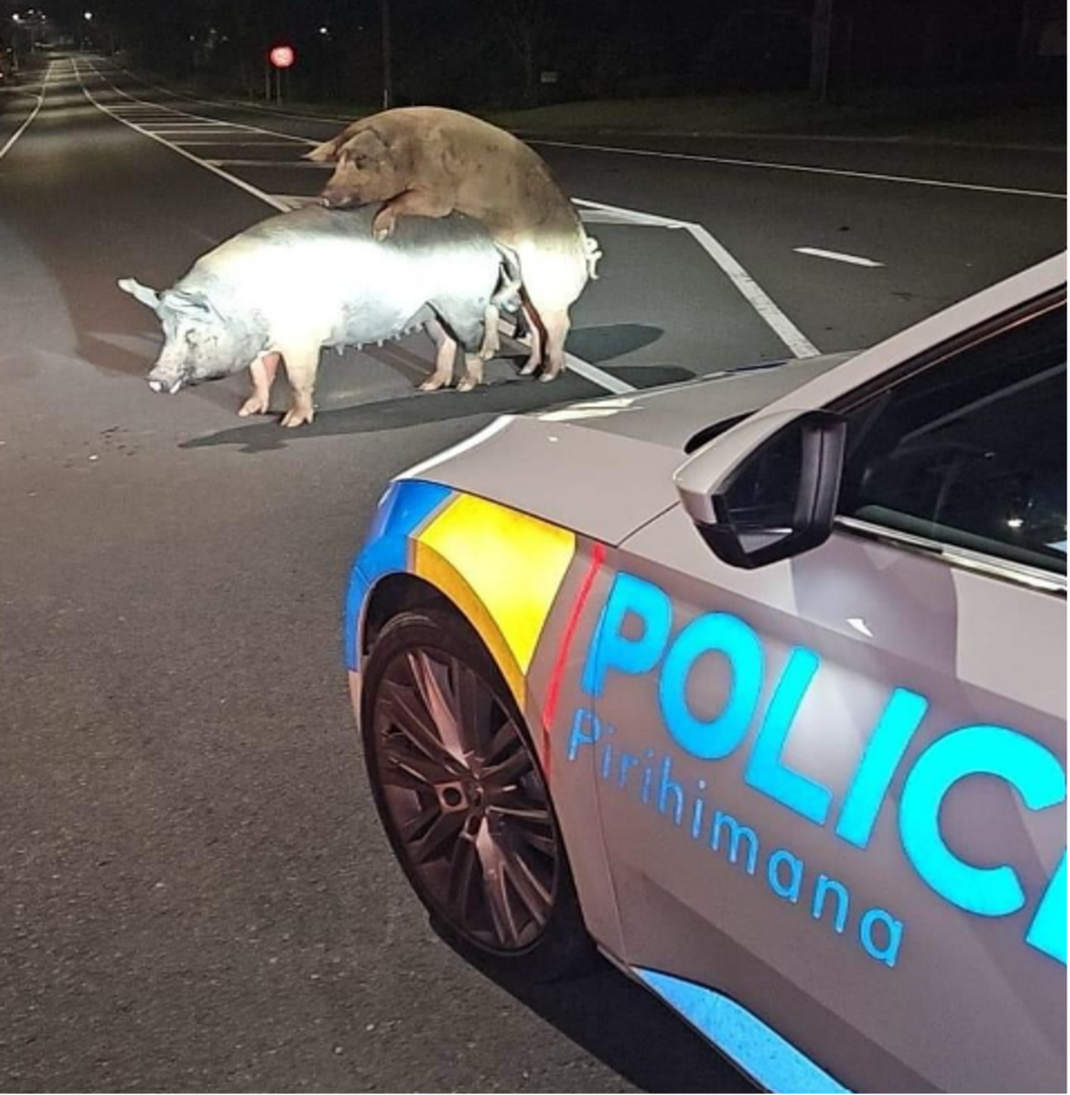 ‘Pigging’ is new ‘Dogging’ in rural Suffolk