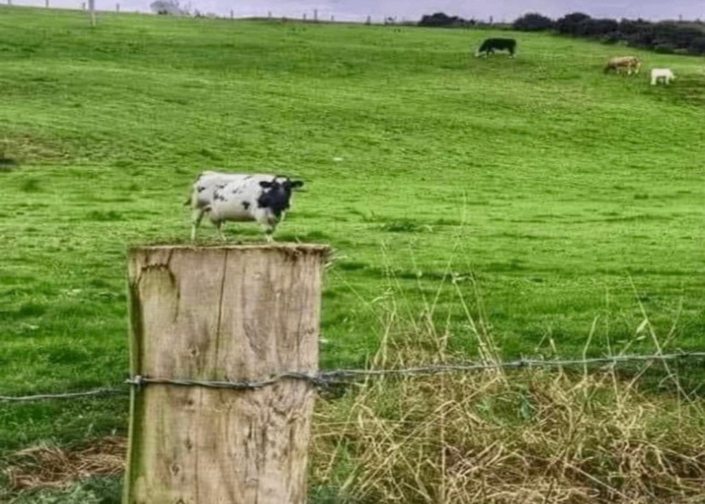 Suffolk farmer milks creation of pint-sized cow