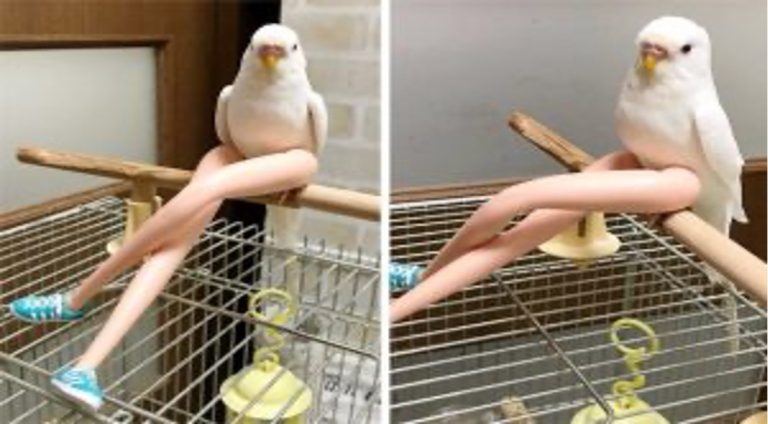 Narcissistic Cockatoo crowned ‘most glamorous’ in online pet pageant, immediately demands red carpet