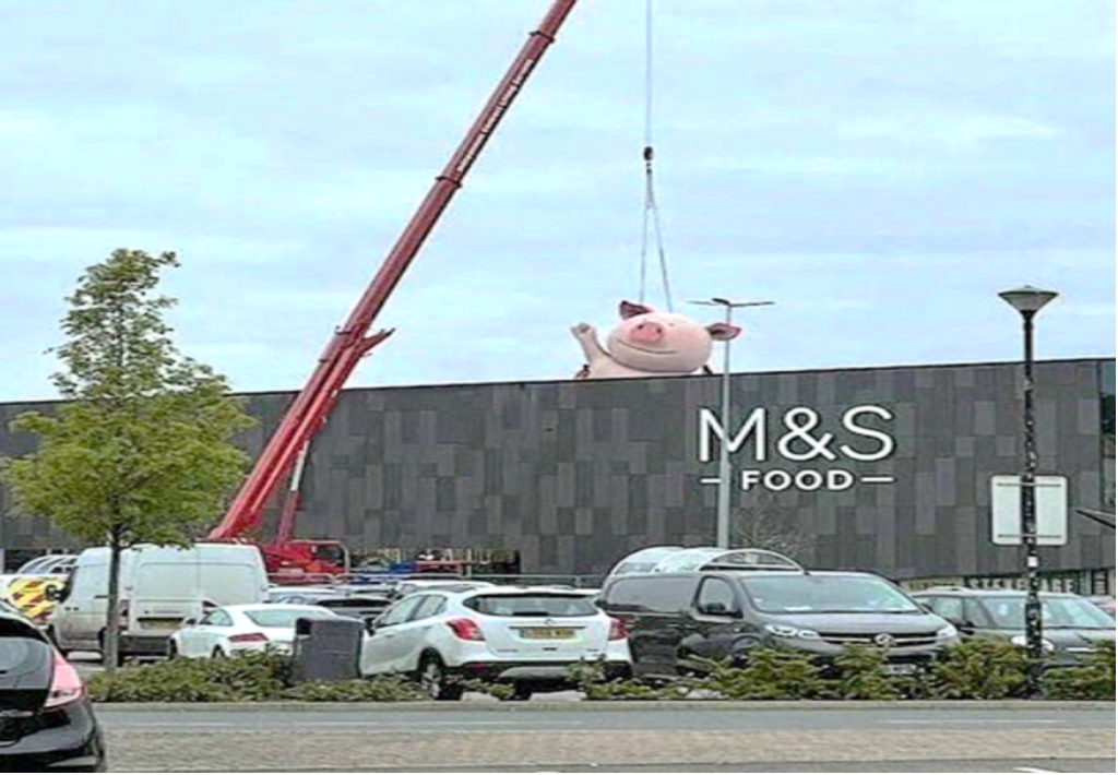 Suffolk farmer signs £20 million deal with M&S to sell supersized pig cuts