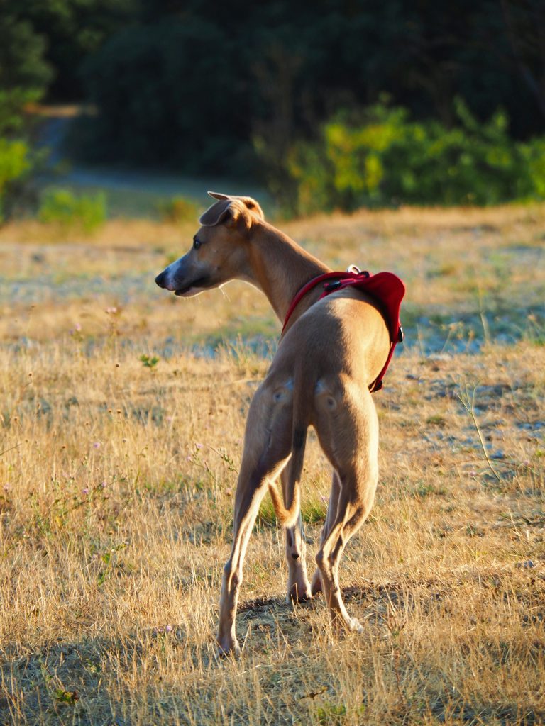 Strange Superstitions British Punters Follow at the Dog Track
