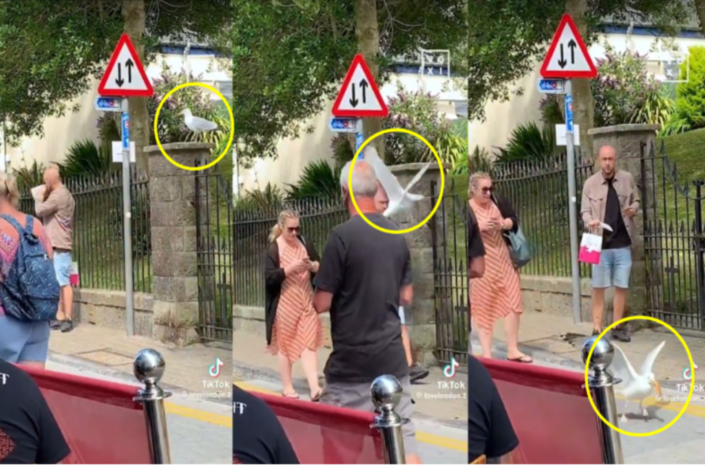 Legendary "Seagull 73" returns with audacious hot dog attack