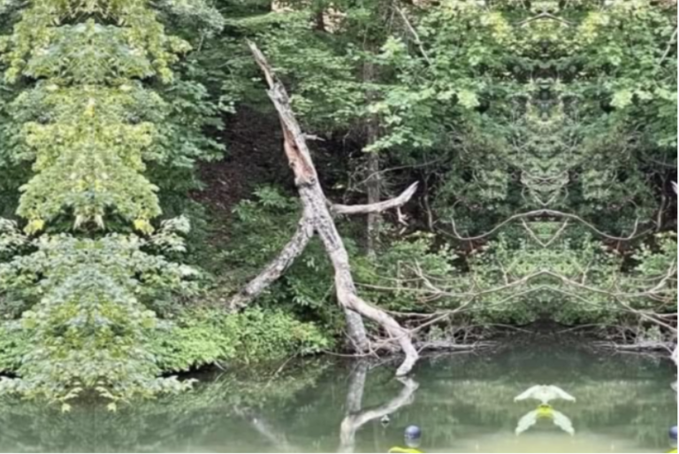 Leaf Him Alone: The Socially Distanced Stick Man of Suffolk