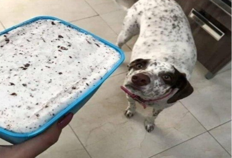 Dalmatian dog dies after tragic garden wood shredder accident