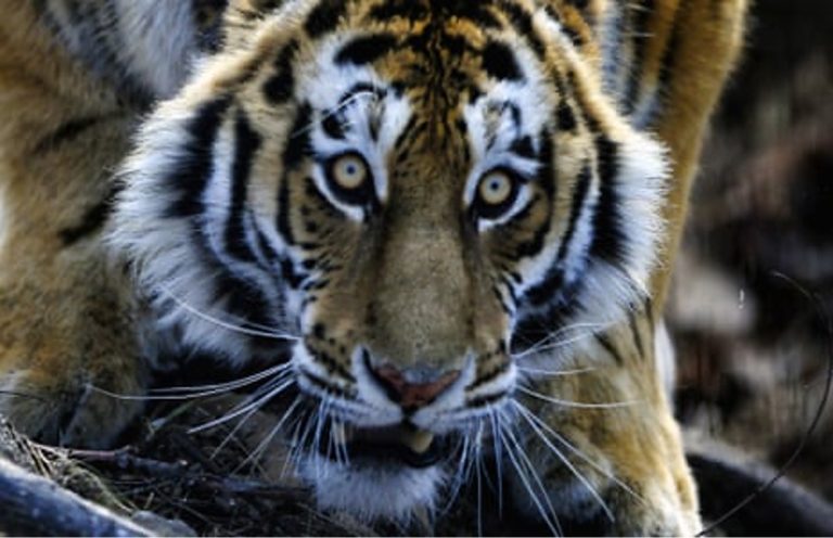 Escaped Tiger Hoax Lands Suffolk Man in Police Custody