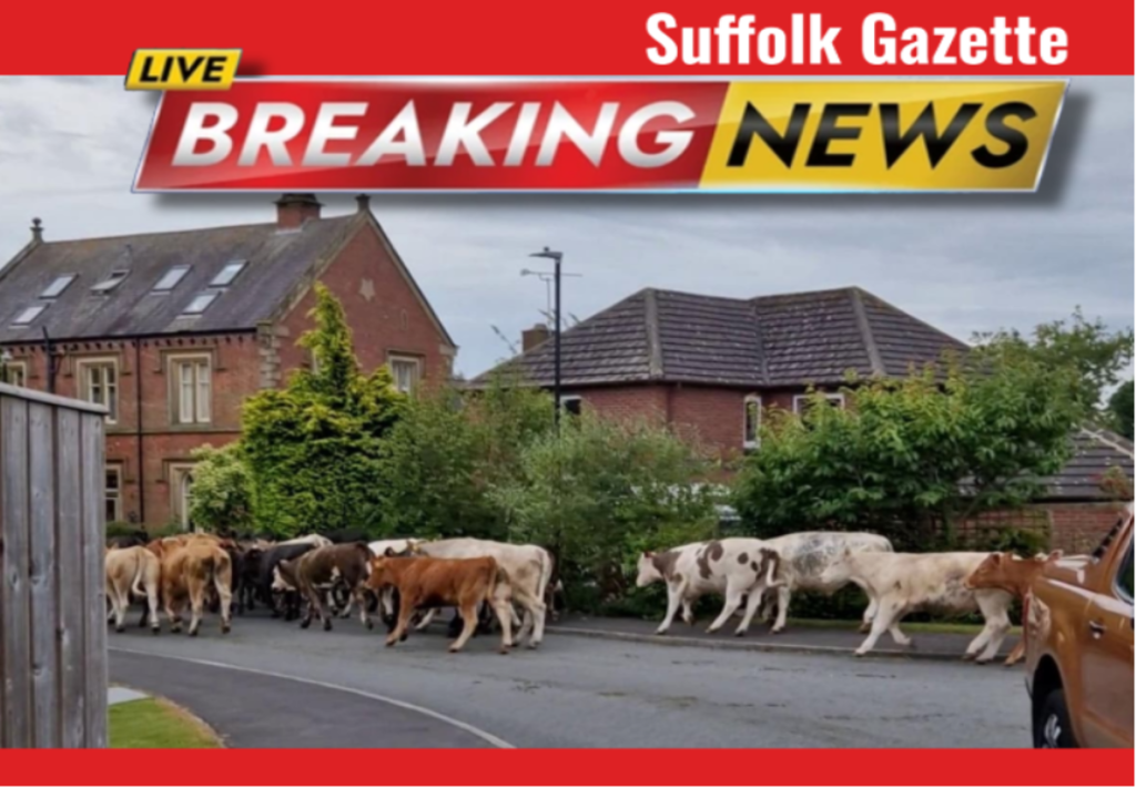 Herd of 60 Cattle Runs Riot in Suffolk Town