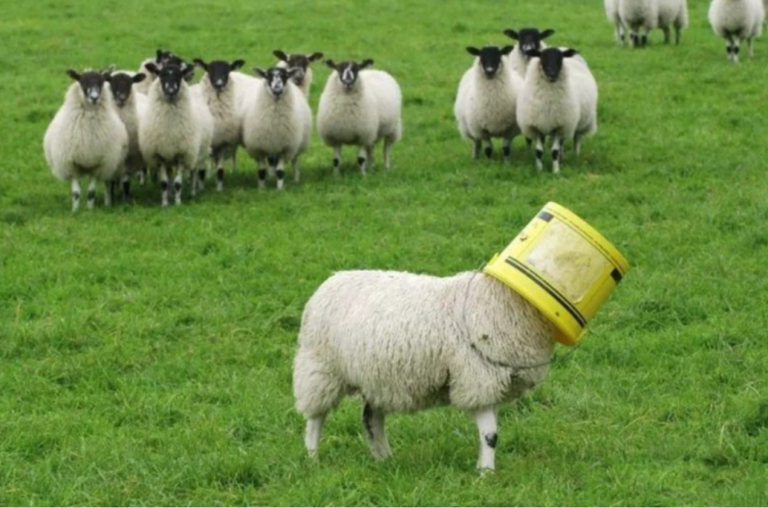 Defiant Sheep Revives Fears Of Orwellian ‘Animal Farm’ Uprising