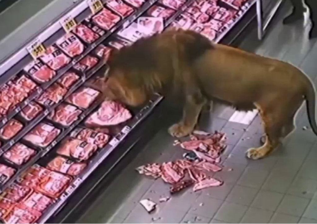 Escaped Lion Eats £120 of Raw Meat in Aldi Raid
